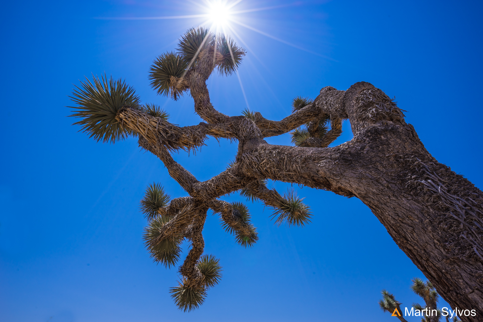 USA, California, Joshua Tree National Park